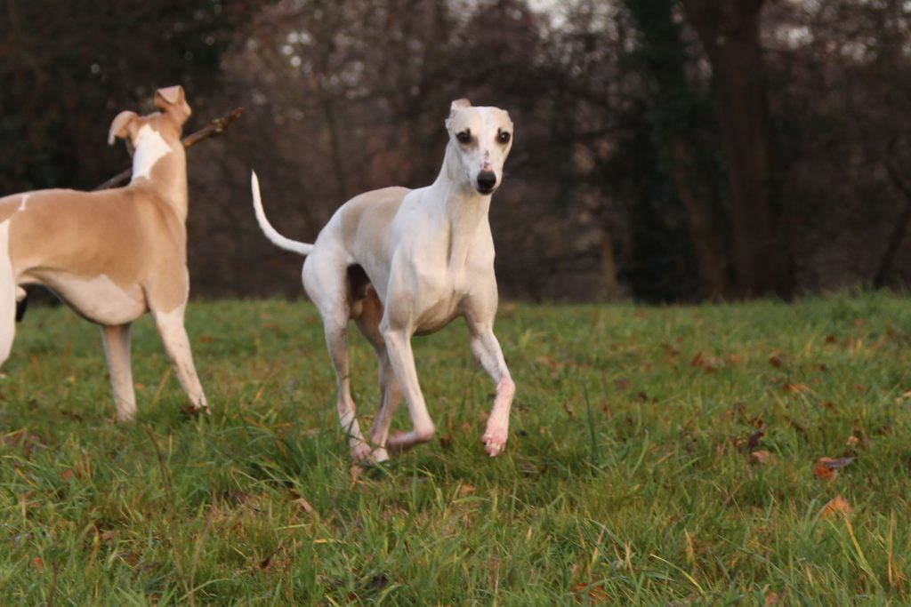 juste a pic, male whippet sable