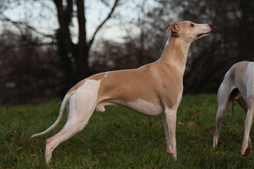 Sable whippet hot sale