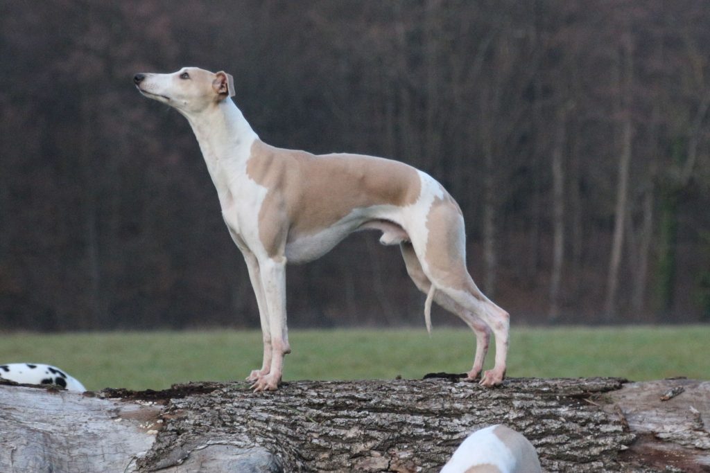 male whippet sable LOF