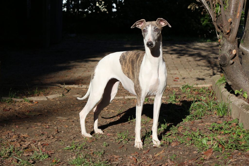 femelle whippet bringée